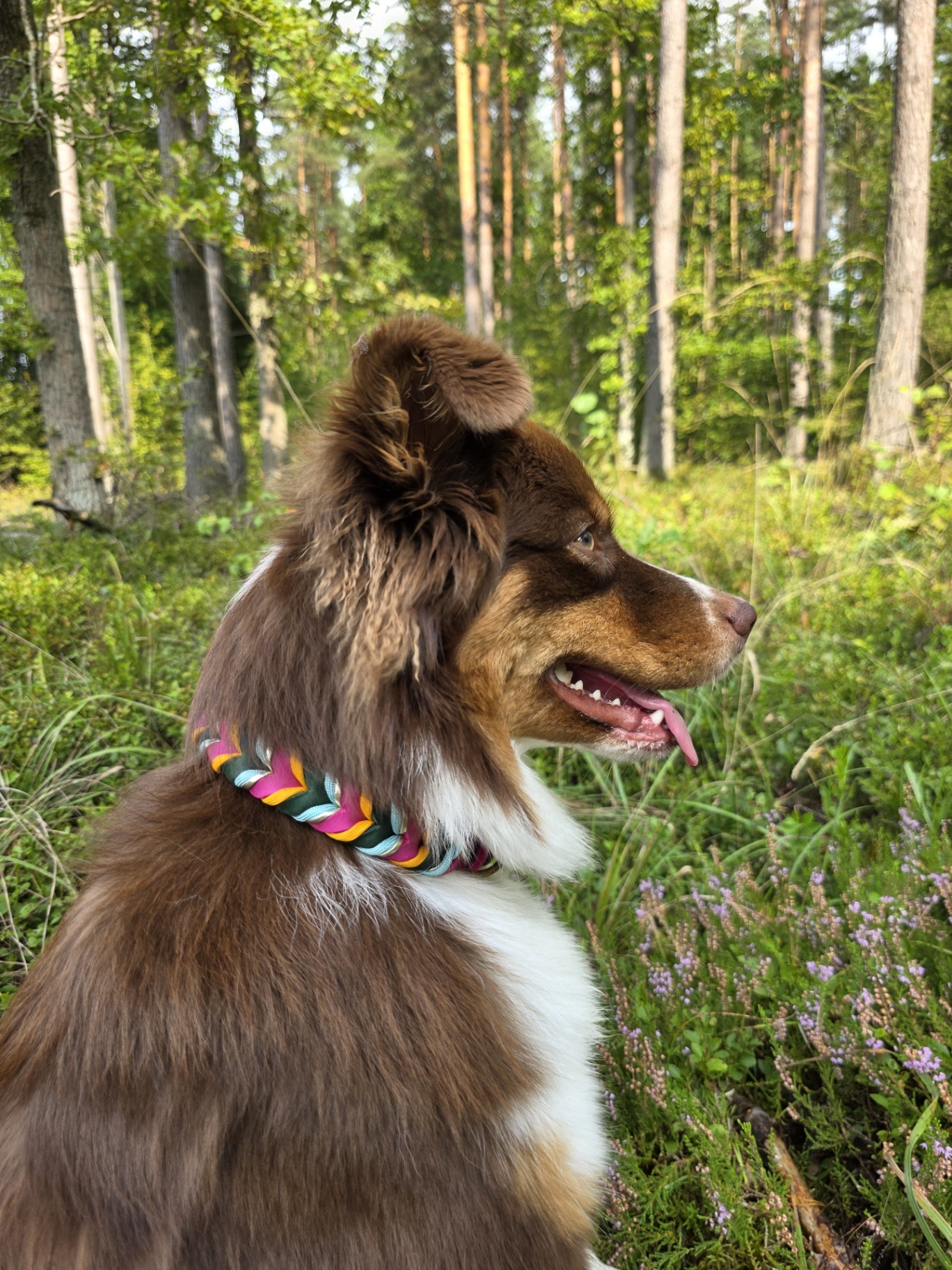Nandi w kolorowej obroży Woven Bonds podczas spaceru w lesie